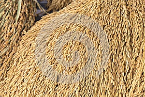 Pile of paddy in brown,rice seeds