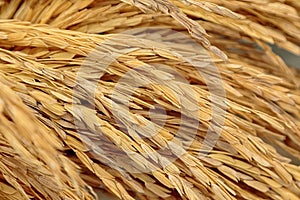 Pile of paddy in brown shell