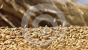 A pile of paddy seeds
