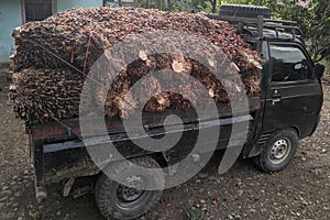 pile of palm fruit in the car