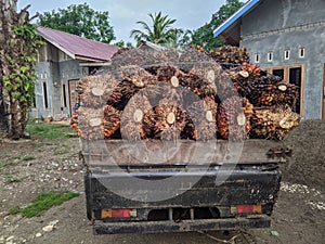 pile of palm fruit in the car