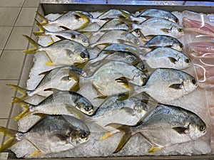 Pile of pampus argenteus fish on frozen ice at fish market