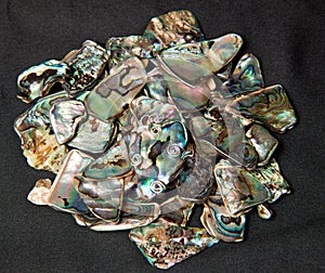 Pile of Paua shells