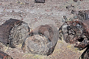 Pile of Petrified Logs in the Petrified Forest