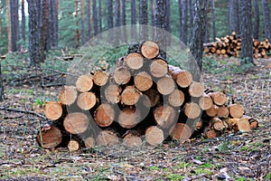 pile pine of logs