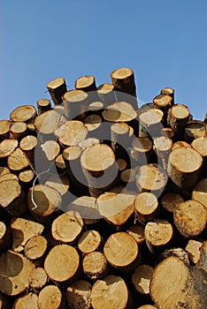 Pile of pine logs