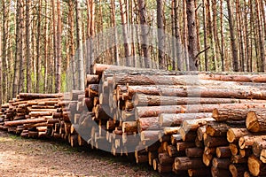 A pile of pine logs in the forest.