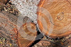 Pile of pine logs on ground