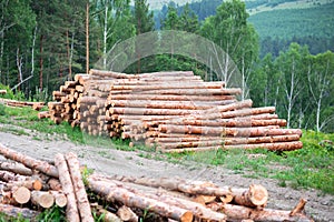 A pile of pine logs lies on the ground