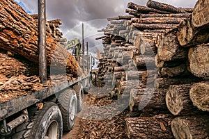 Pile of pine logs in a sawmill for further processing into pellets