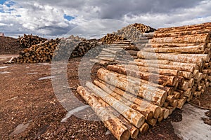 Pile of pine logs in a sawmill for further processing into pellets in Spain