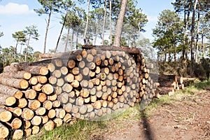 Pile of pine tree trunks cut