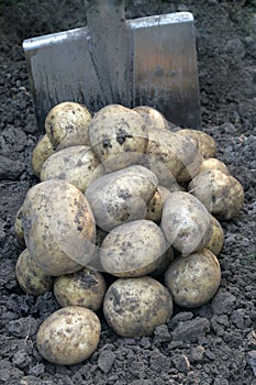 Pile of potato and a shovel.