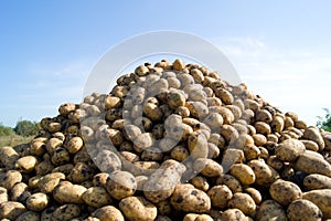 Pile of potatoes