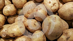 Pile of potatoes or Solanum tuberosum