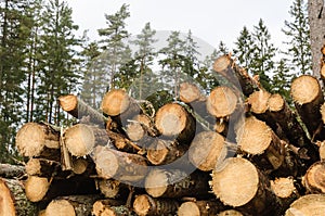 Pile of pulpwood in a coniferous forest