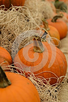 Pile of pumkins photo