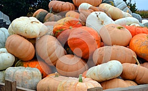 Pile of Pumpkins