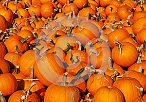 Pile of Pumpkins