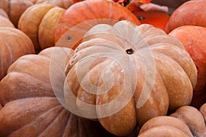 Pile of pumpkins