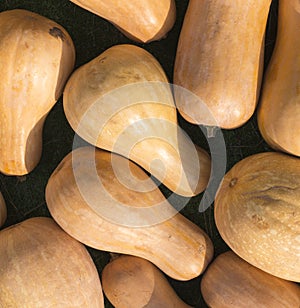 Da zucca sul autunno raccolto. verdure 