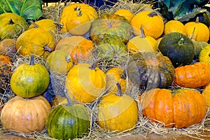 Pile pumpkins of different colors and sizes