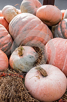 A pile of pumpkins of different colors and sizes lies on the straw at the farmer's market. Pumpkin is a useful fruit for