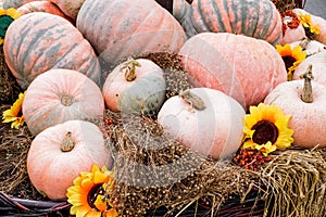 A pile of pumpkins of different colors and sizes lies on the straw at the farmer`s market. Pumpkin is a useful fruit for cooking