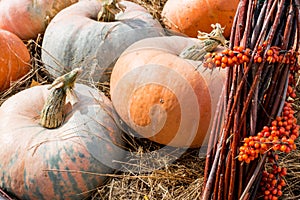 A pile of pumpkins of different colors and sizes lies on the straw at the farmer& x27;s market. Pumpkin is a useful fruit for