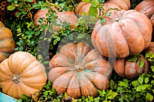 A Pile of Pumpkins