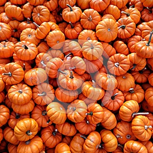 Pile of pumpkins