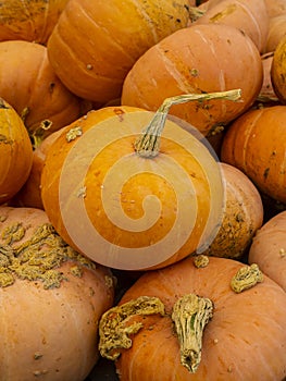 Pile of Pumpkins ready for holidays