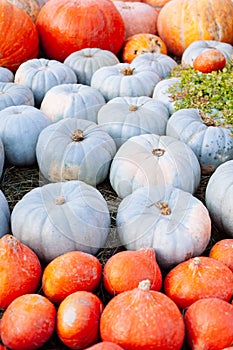 Pile of pumpkins sold at a market  for halloween