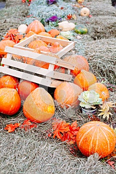 Pile of pumpkins sold at a market  for halloween