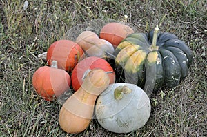 Pile Of Pumpkins, Squashes And Gourds