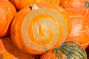 Pile of Pumpkins under sunshine