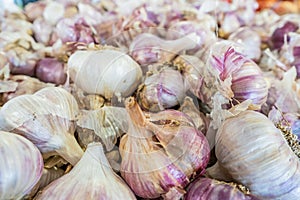 Pile of purple garlic, dried and cured, being sold at a farmer`s market