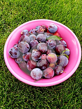 Pile of purple plums in a pink bowl