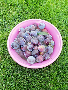 Pile of purple plums in a pink bowl