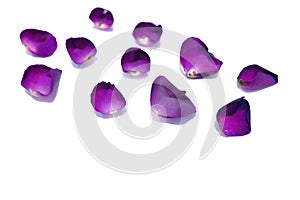 A pile of purple rose corollas on white isolated background