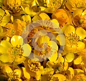 Pile of Ranunculus repens background photo