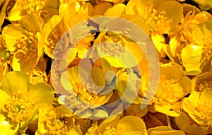 Pile of Ranunculus repens flowers background photo