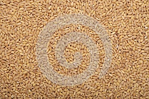 Pile of raw barley, natural grain background,  cereal backdrop, brown yellow beige colour, textured backgrounds, texturing seeds,