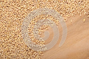 Pile of raw barley, natural grain on wooden background,  cereal backdrop, brown yellow beige colour, textured backgrounds