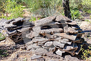 Pile of raw cork newly stripped from tree drying in the sun