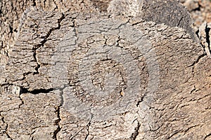 Pile of raw cork newly stripped from tree drying in the sun