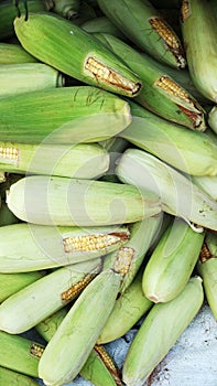 Pile of raw corn from harvest