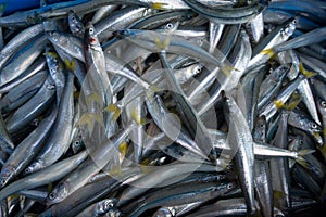Pile of raw fishes