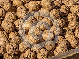 A pile of raw walnuts