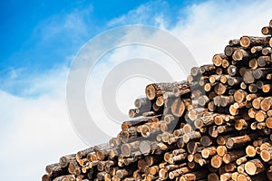 Pile of Raw Wood Logs